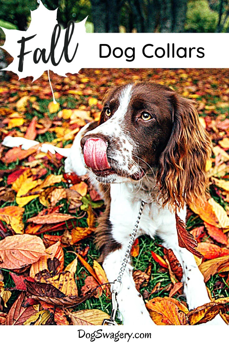Dog Swag - Fall Dog Collars
