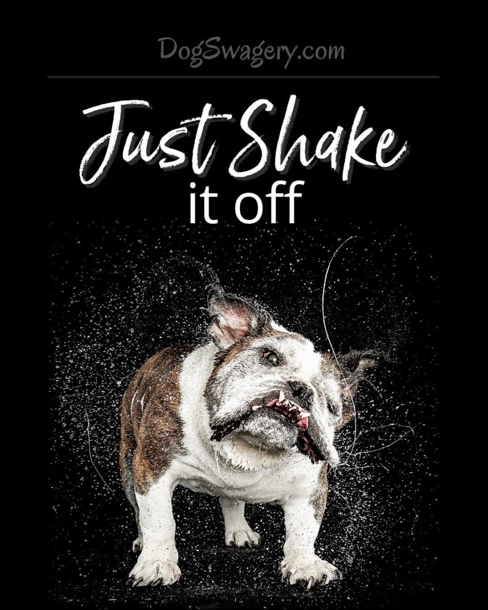 Dog Quote: Just Shake it Off