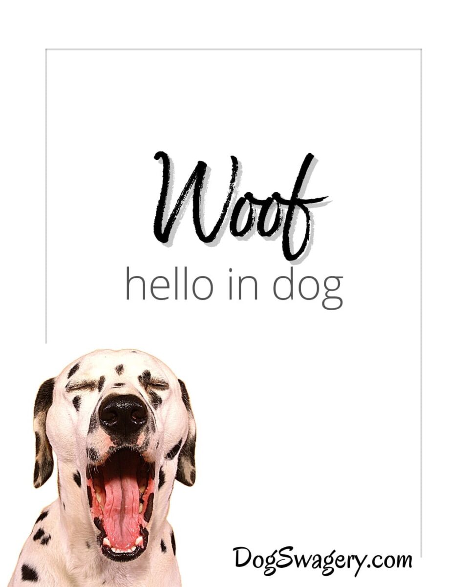 Dog Quote: Woof - Hello in Dog