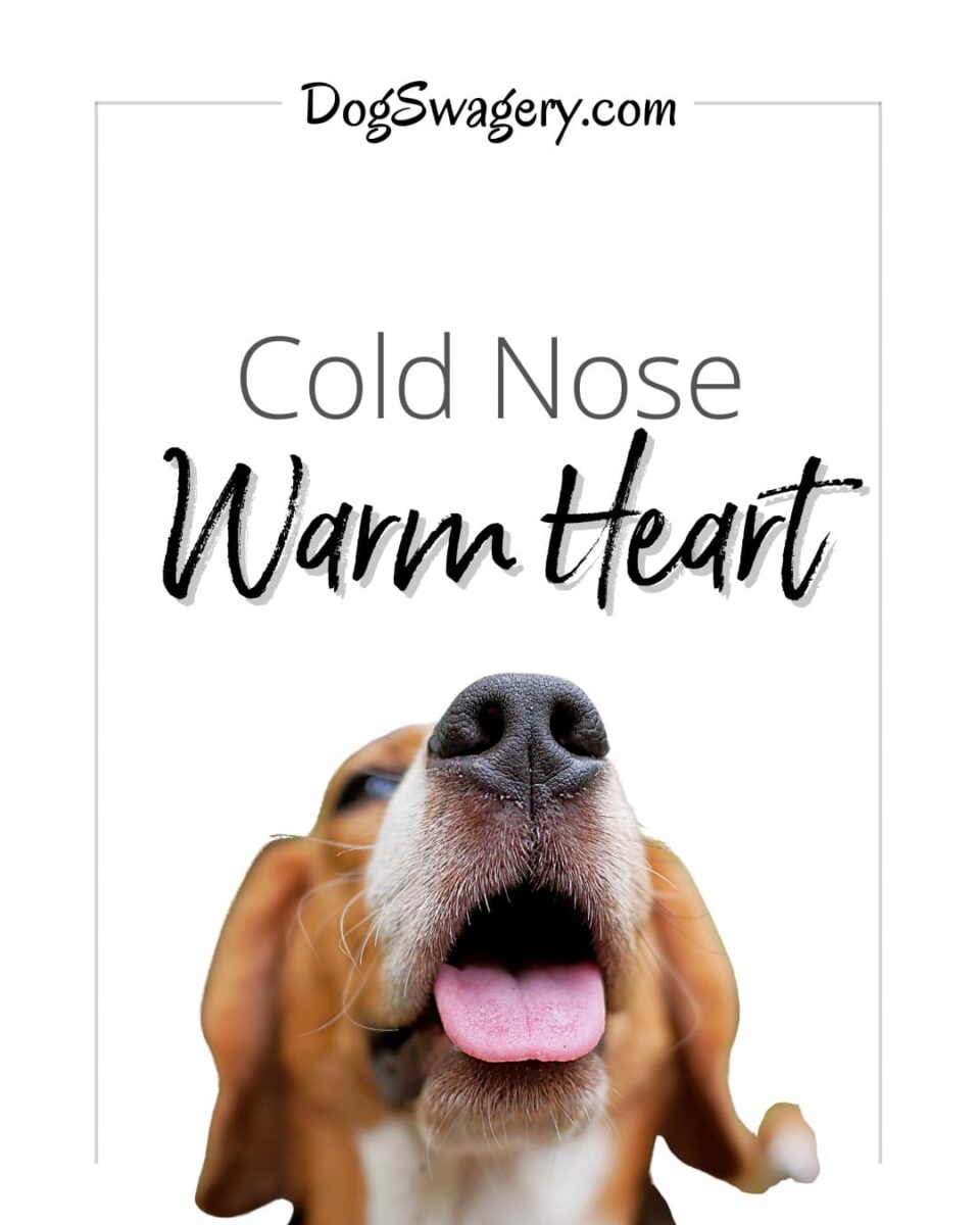 Dog Quote: Cold Nose Warm Heart