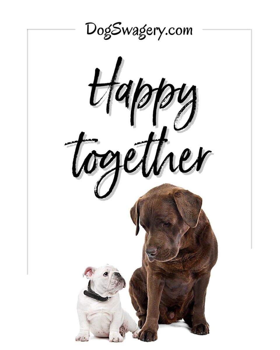 Dog Quote: Happy Together