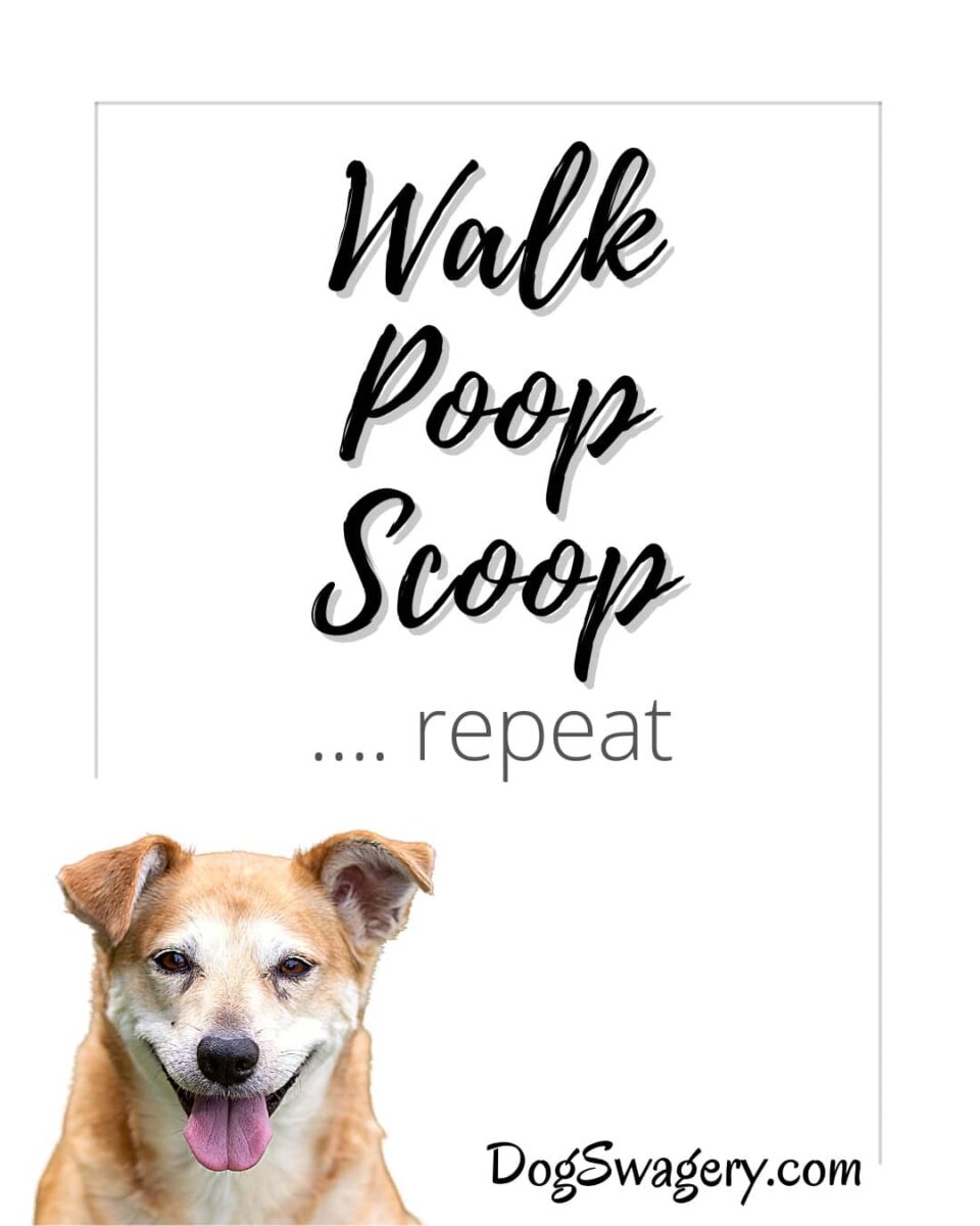 Dog Quote: Walk Poop Scoop