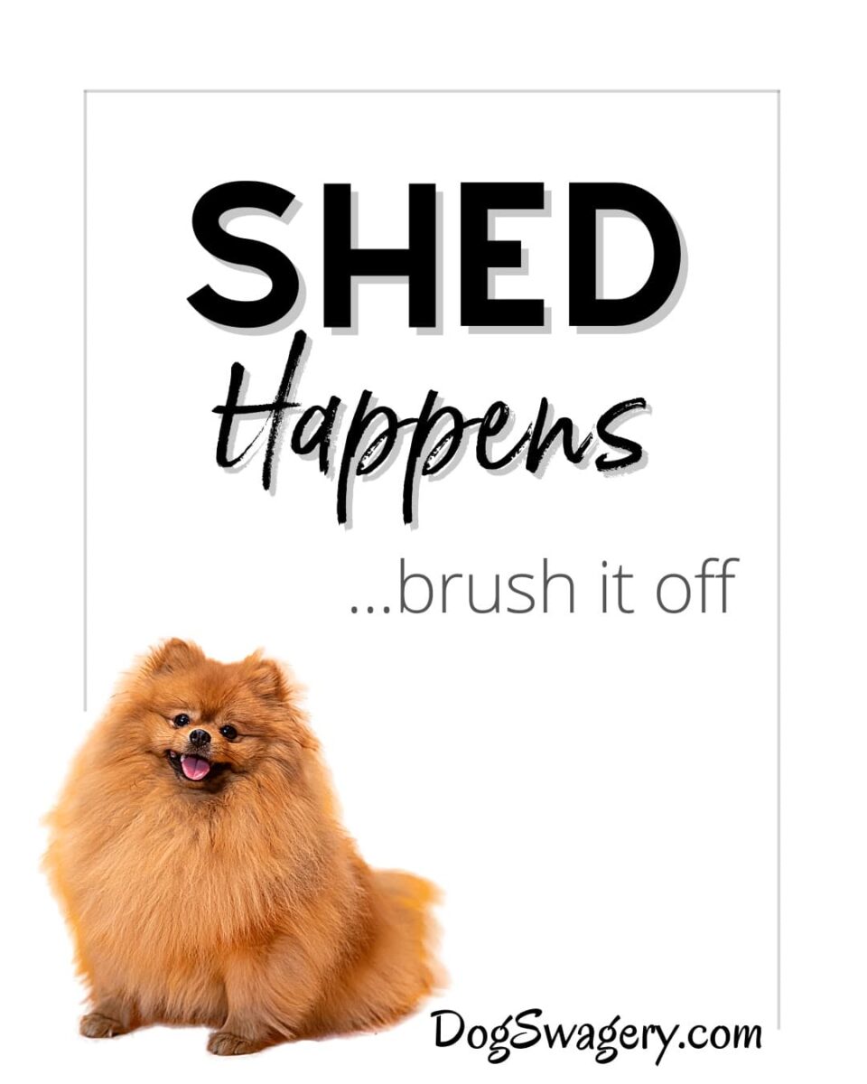Dog Quote: SHED Happens, brush it off