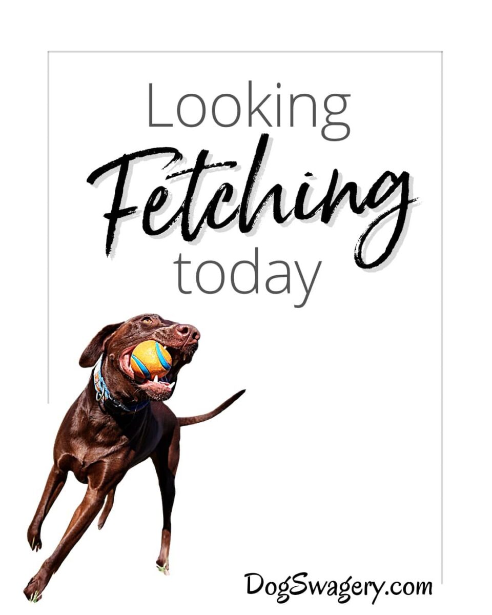 Dog Quote: Looking Fetching Today