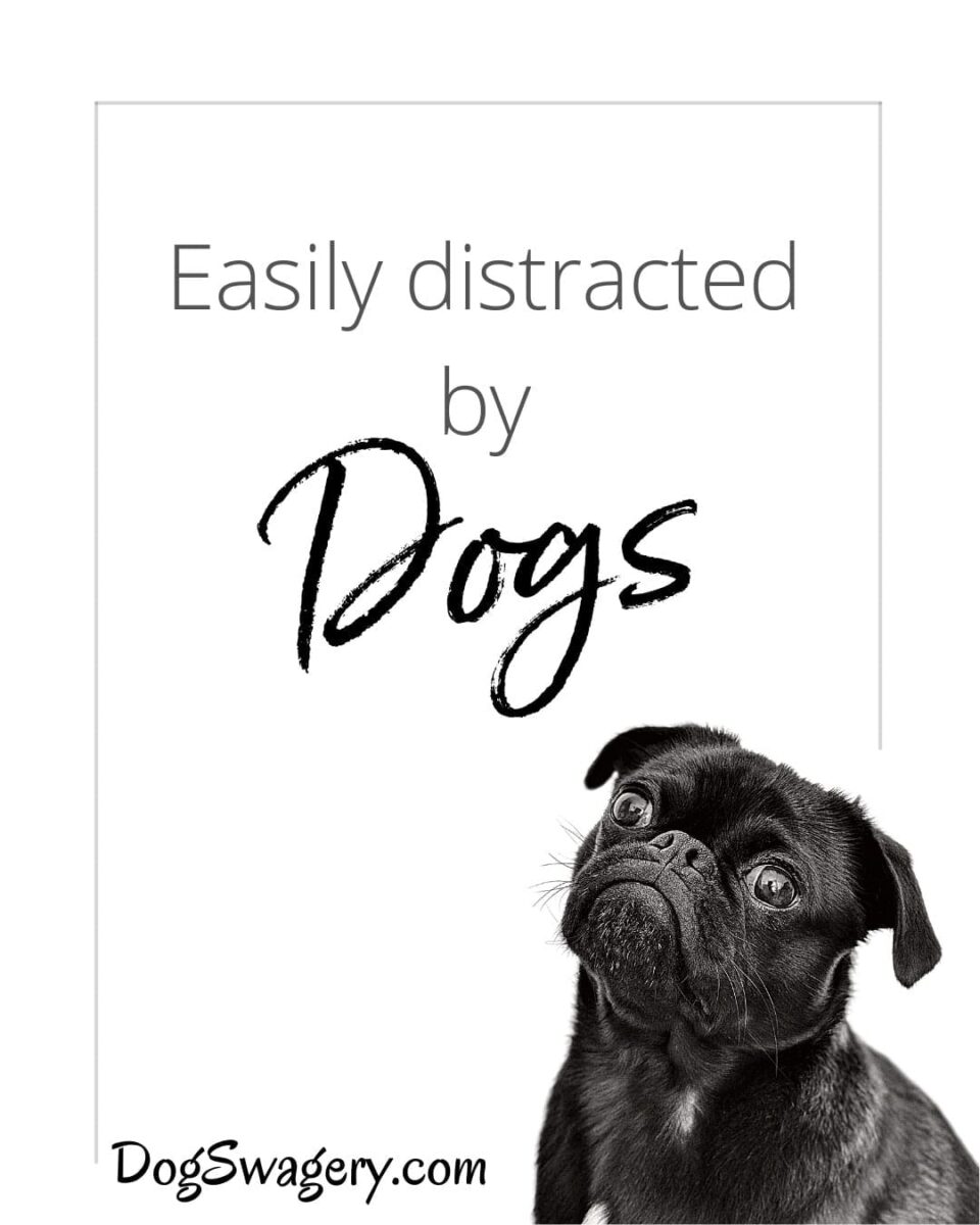 Dog Quote: Easily Distracted by Dogs