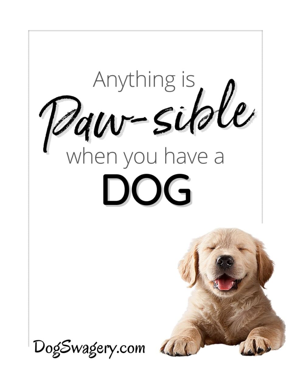 Dog Quote: Anything is pawsible when you have a dog