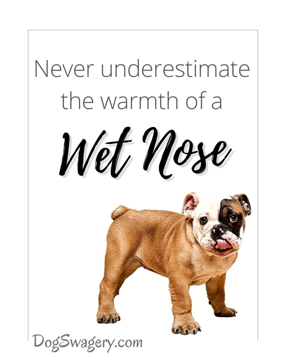 Dog Quote: Never underestimate the warmth of a wet nose