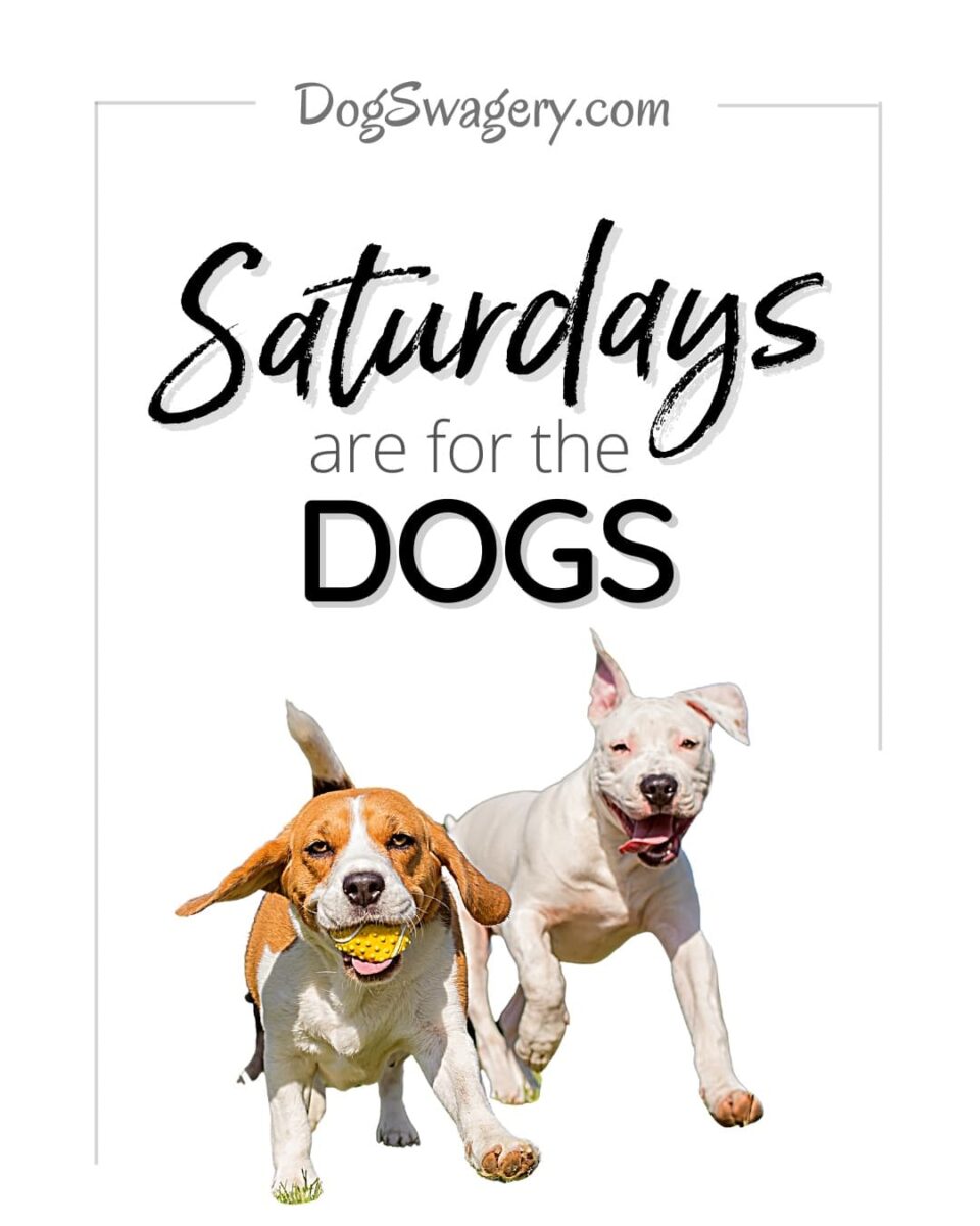 Dog Quote: Saturdays are for the dogs