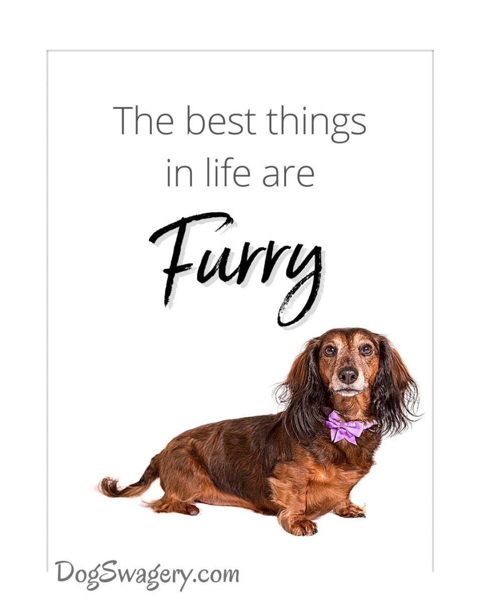 Dog Quote: The best things in life are furry