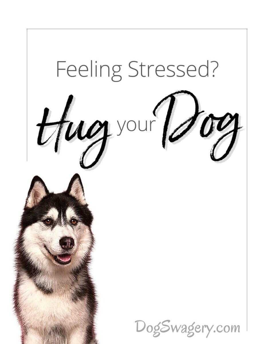 Dog Quote: Hug your Dog