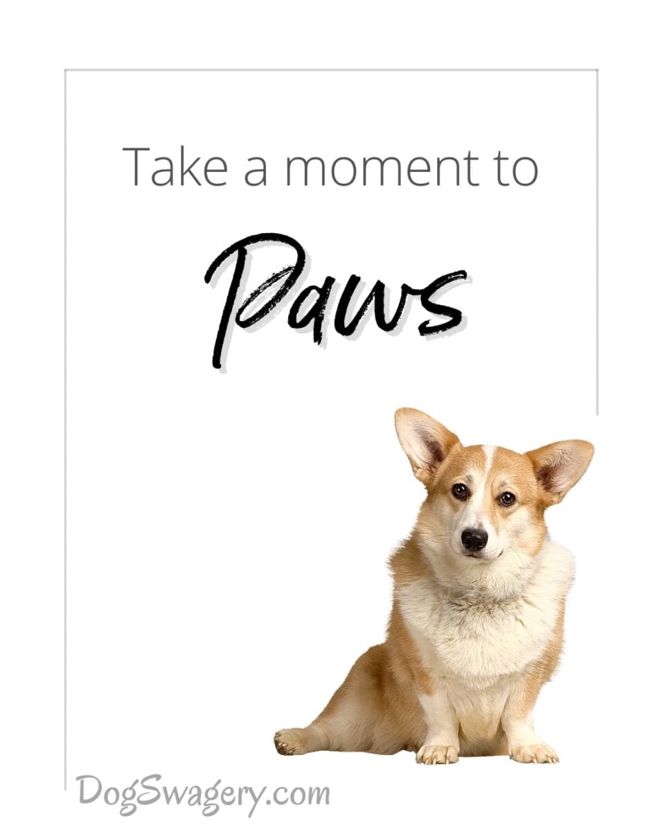 Dog Quote: Take a moment to Paws