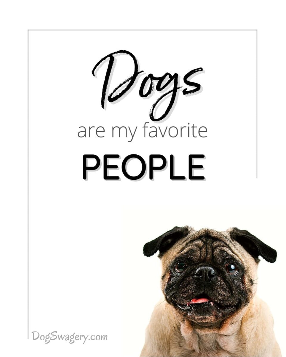 Dog Quote: Dogs are my favorite people.