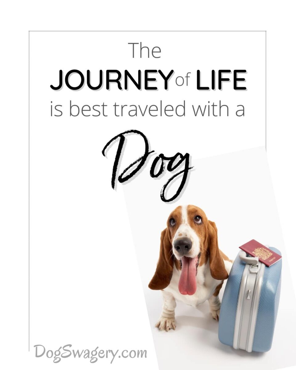 Dog Quote: The Journey of Life is best traveled with a dog.