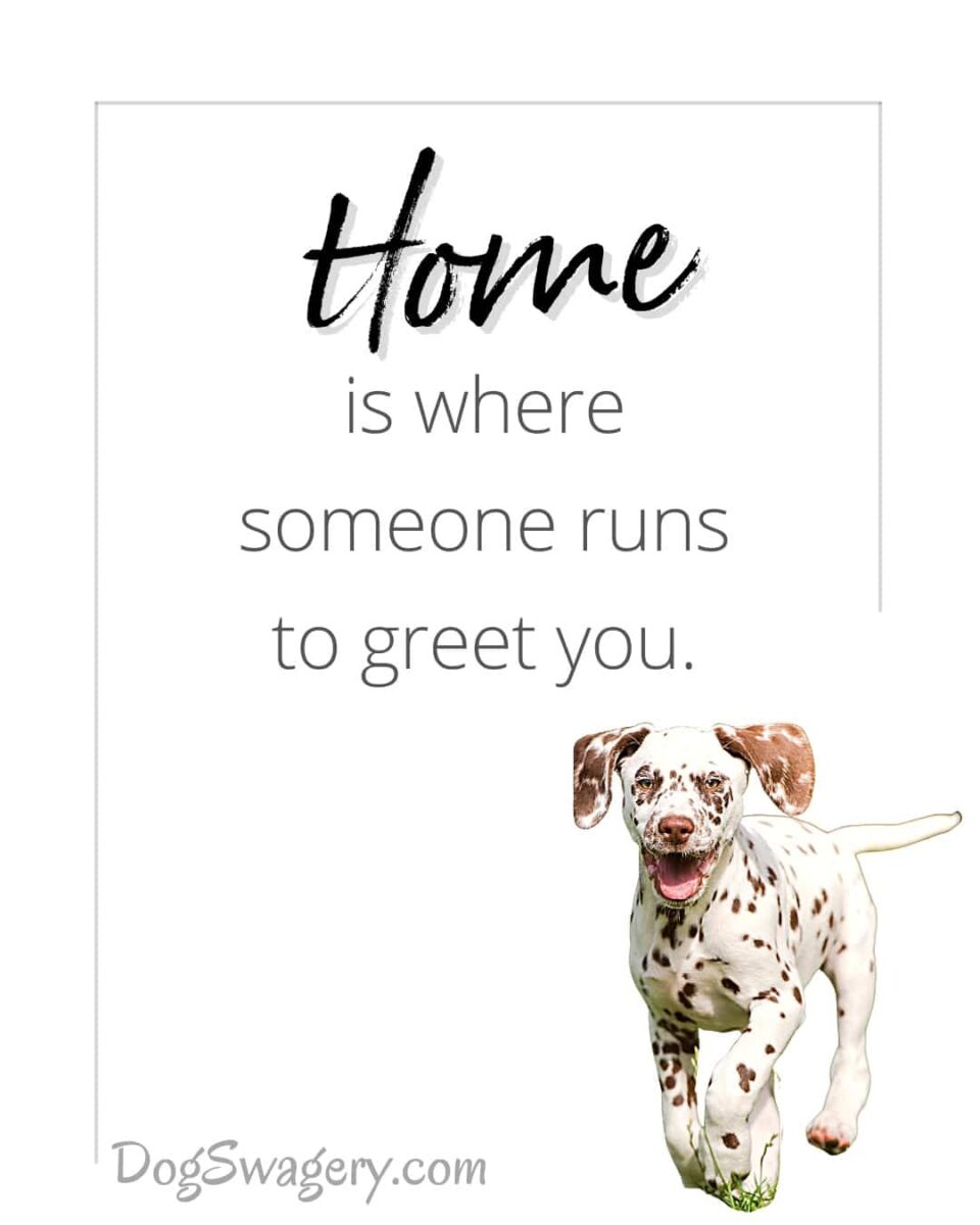 Dog Quote: Home is where someone runs to greet you