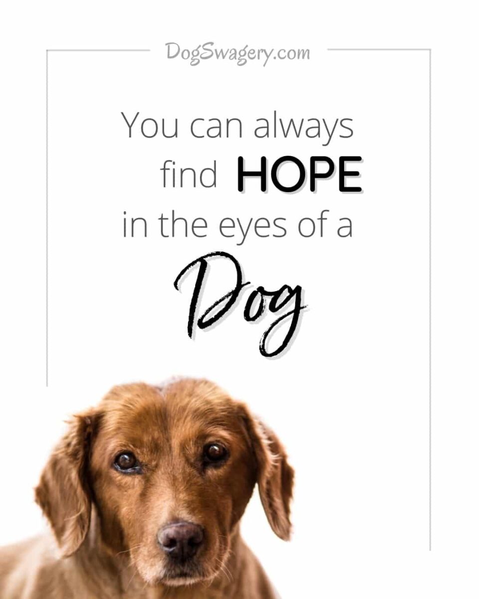 Dog Quote: You can always find hope in eyes of a dog.