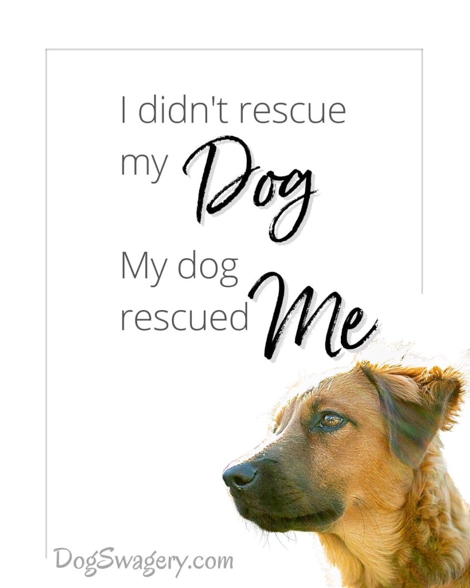 Dog Quote: I didn't rescue my dog. My dog rescued me.
