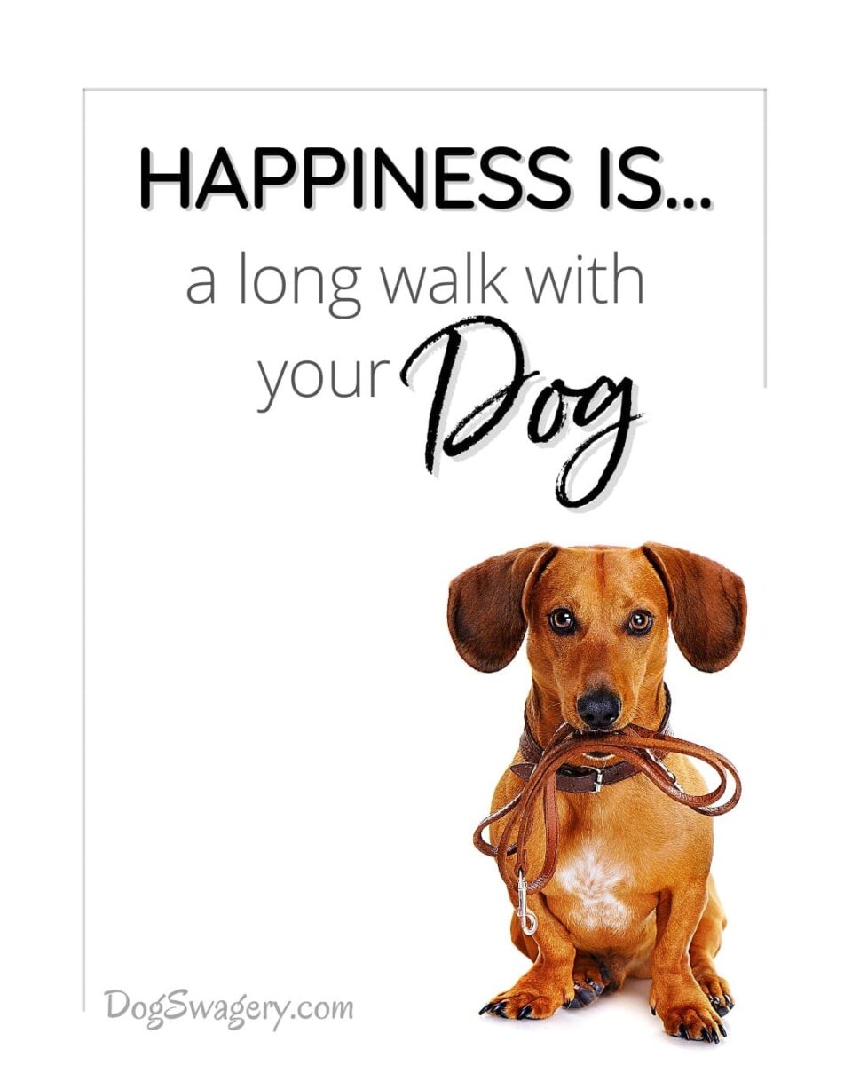 Dog Quote: Happines is... a long walk with your dog.