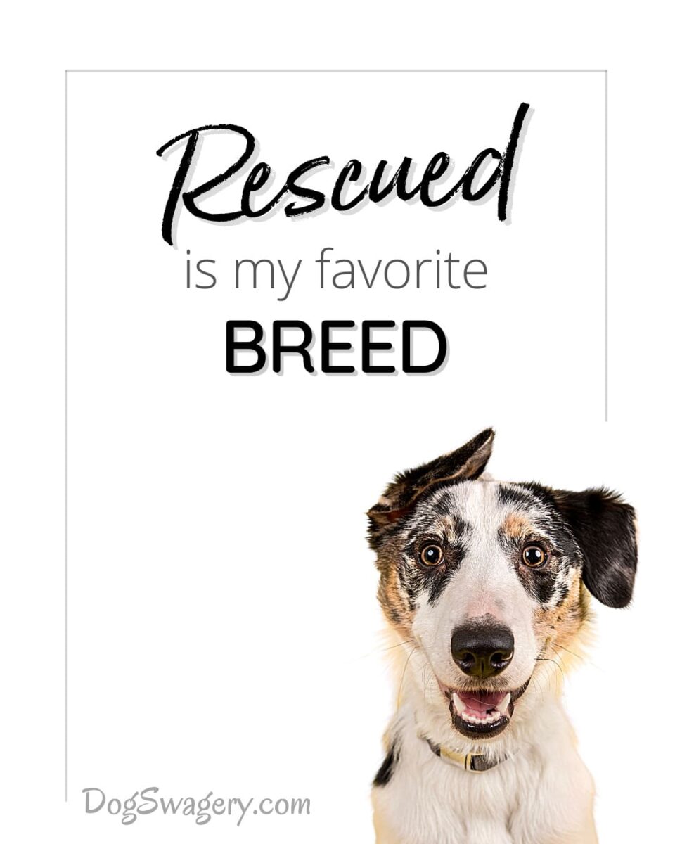 Dog Quote: Rescued is my favorite breed.