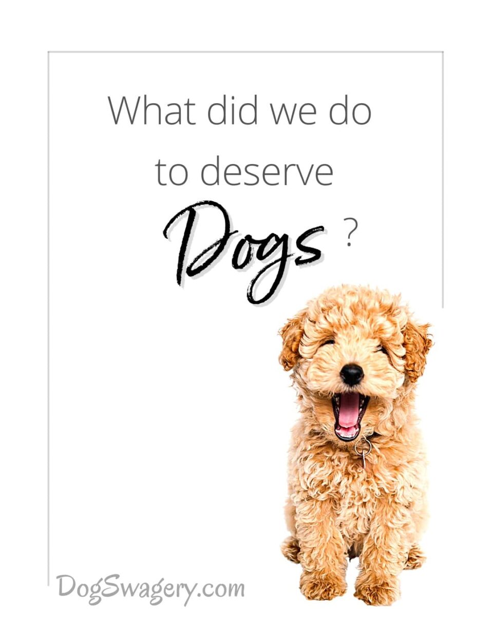 Dog Quote: What did we do to deserve dogs?