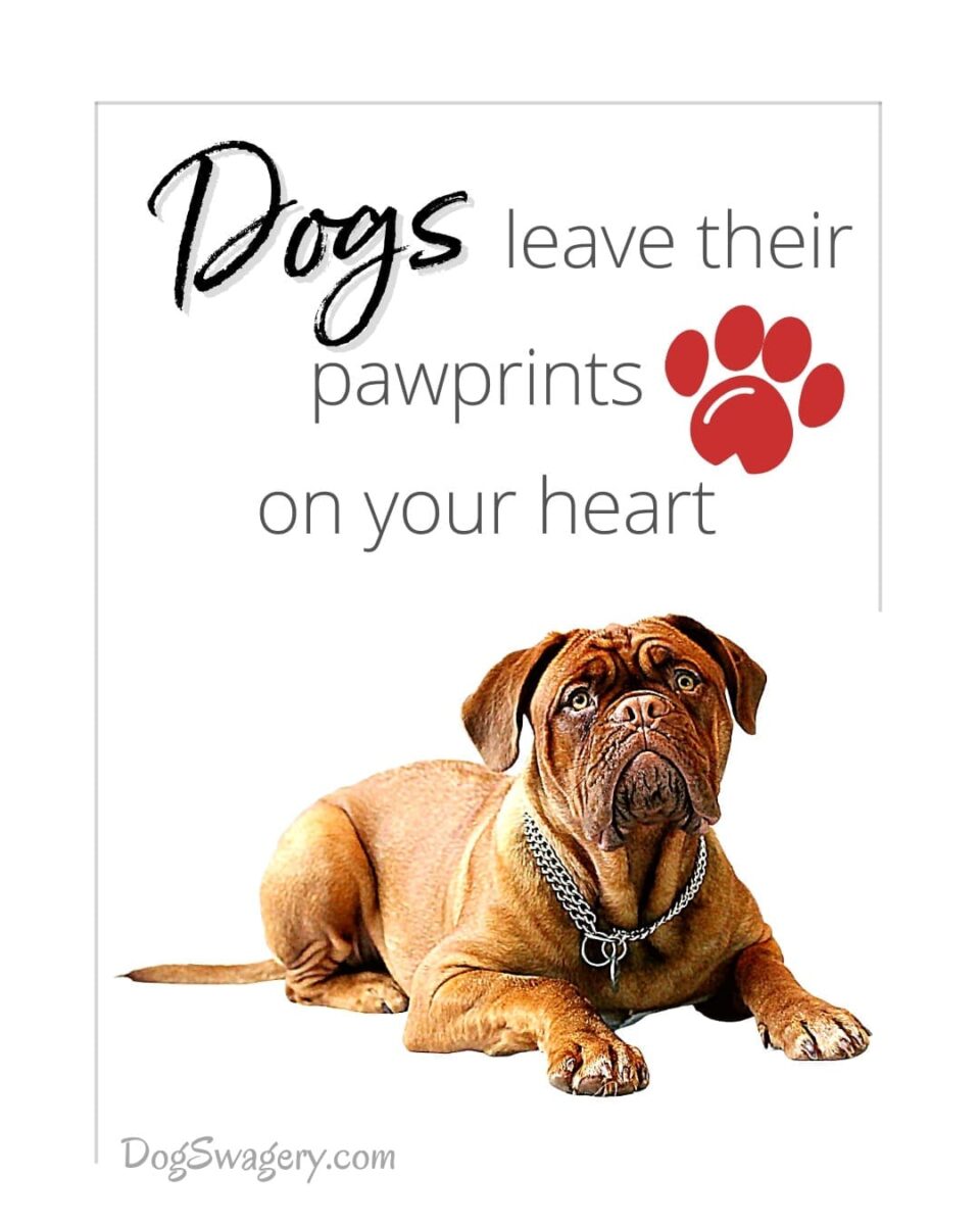 Dog Quote: Dogs leave their pawprints on your heart.