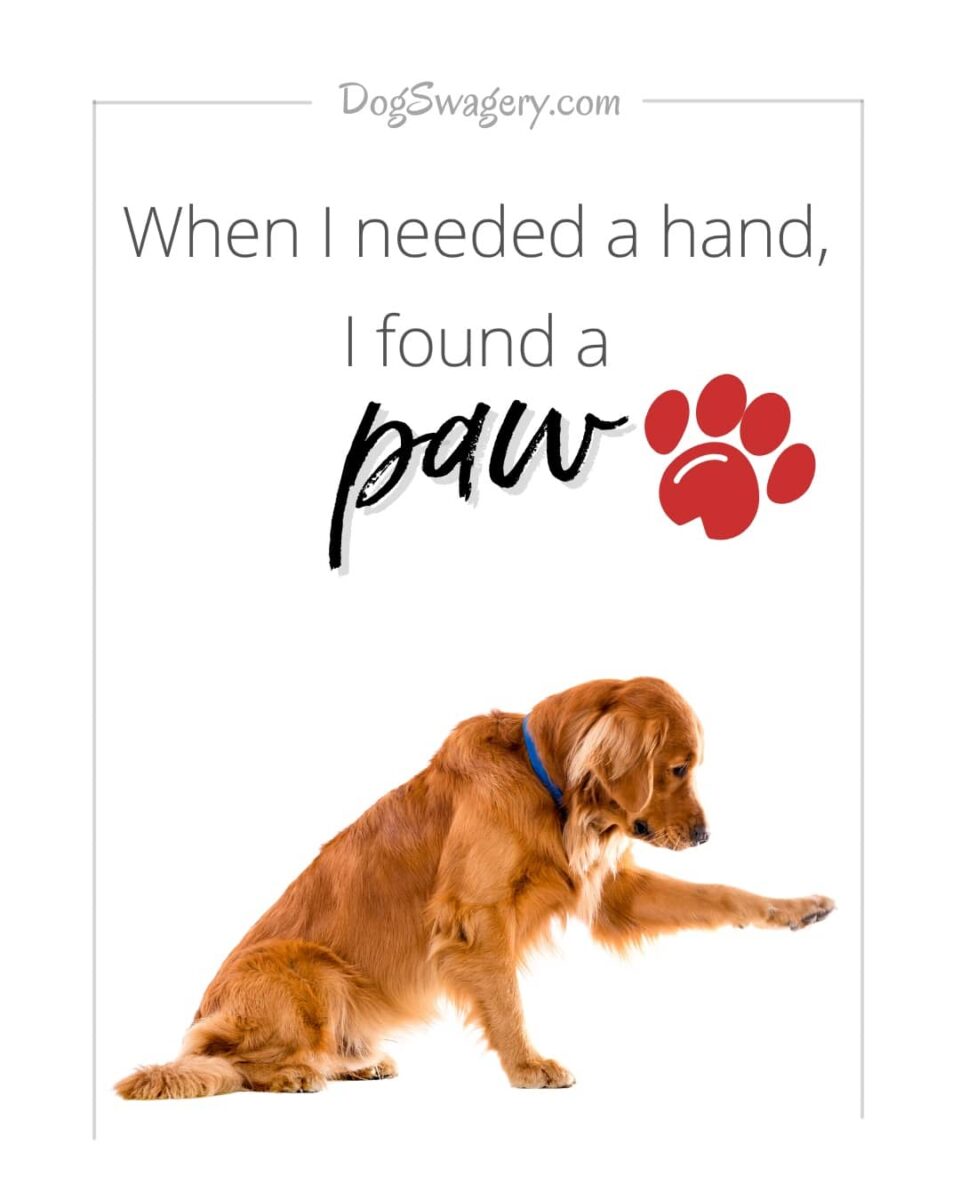 Dog Quote: When I needed a hand, I found a paw.
