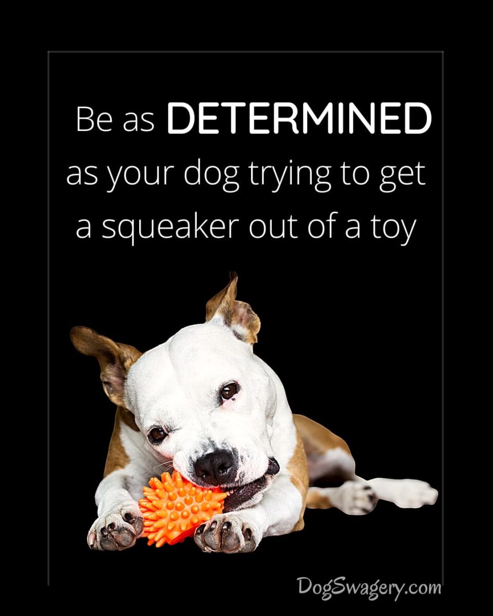 Dog Quote: Be as determined as your dog trying to get a squeaker out of a toy.
