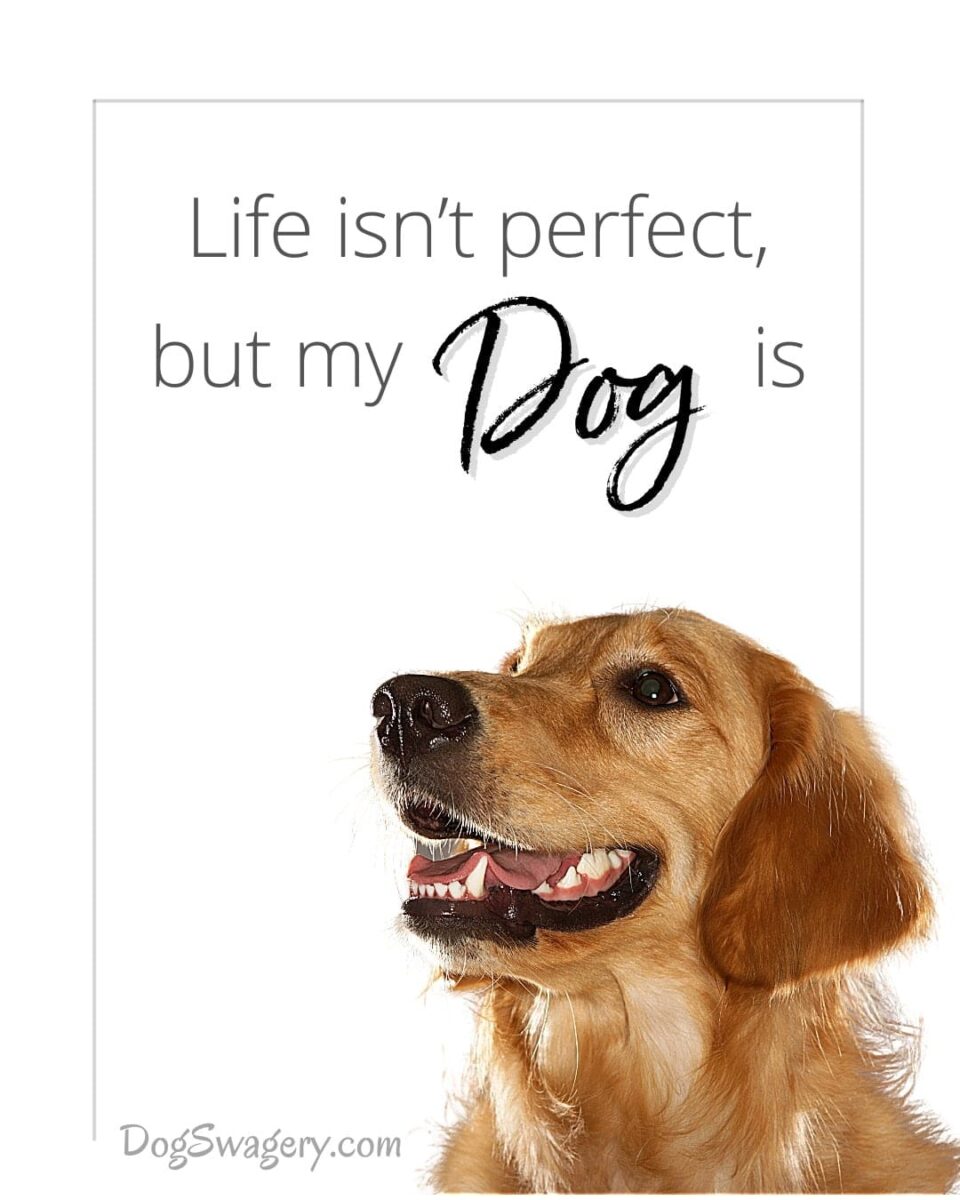 Life isn’t perfect but my dog is.