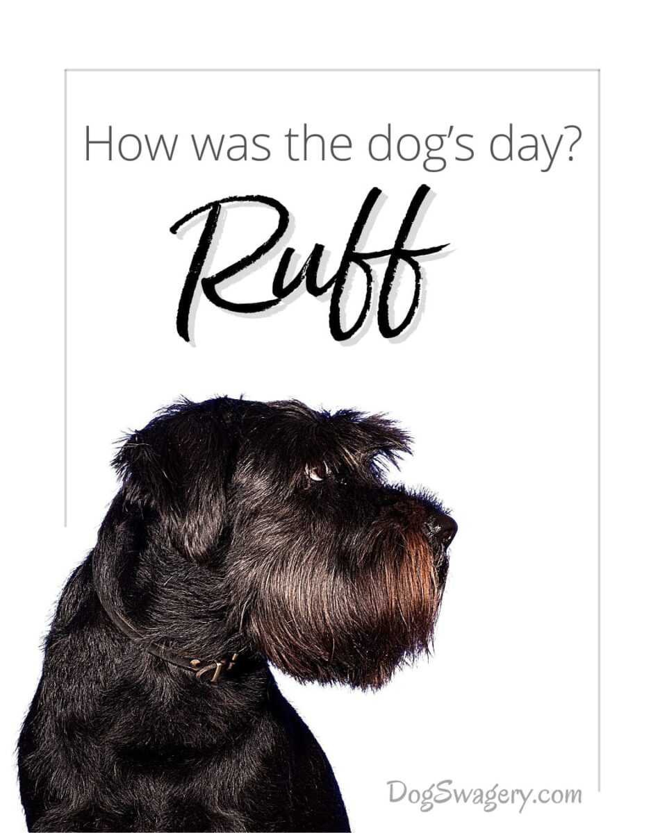 Dog Quote: How was the dog’s day? Ruff