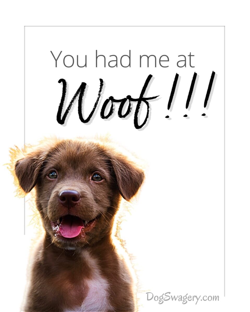 Dog Quote: You had me at woof!
