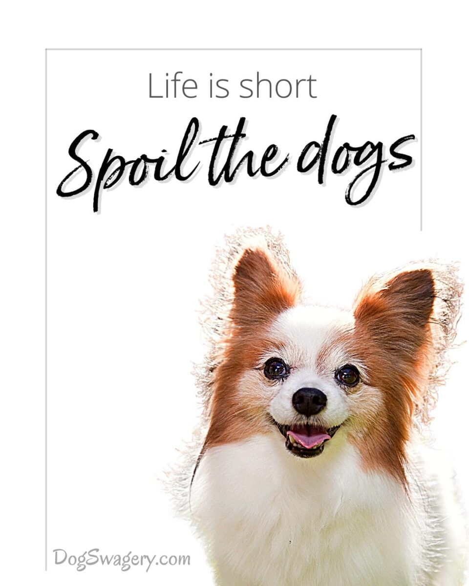 Dog Quote: Life is short. Spoil the dogs.