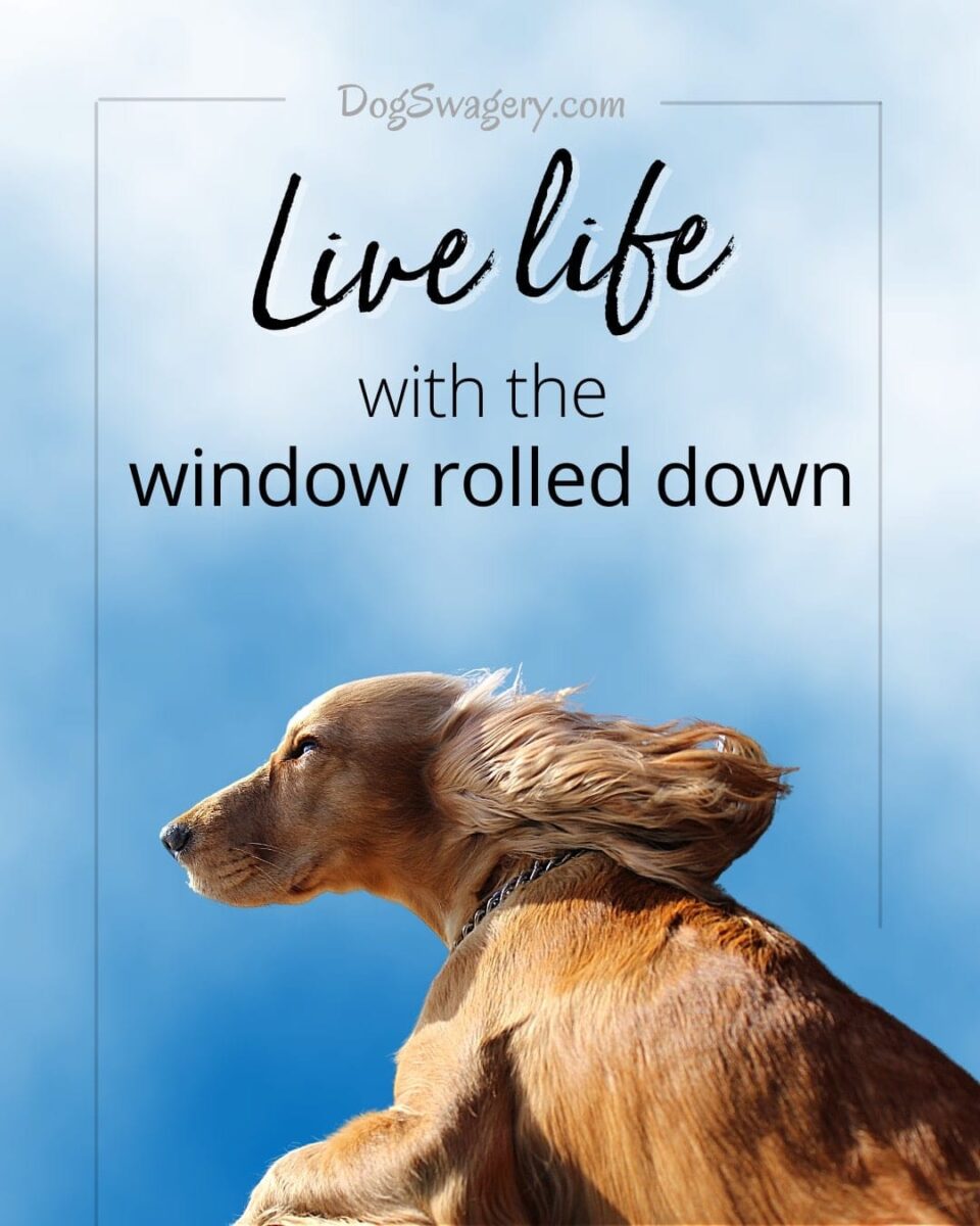 Dog Quote: Live life with the window rolled down.