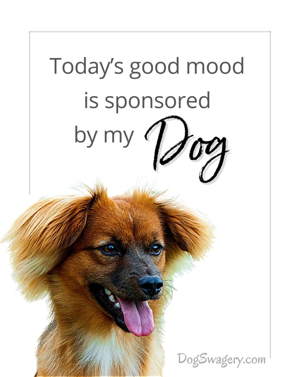 Dog Quote: Today’s good mood is sponsored by my dog.