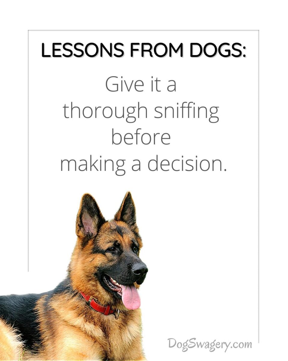 Dog Quote: Lessons from Dogs: Give it a thorough sniffing before making a decision.