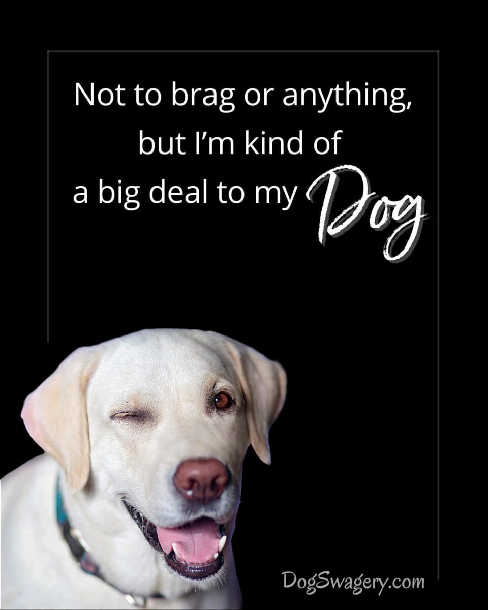 Dog Quote: Not to brag or anything, but I’m kind of a big deal to my dog.