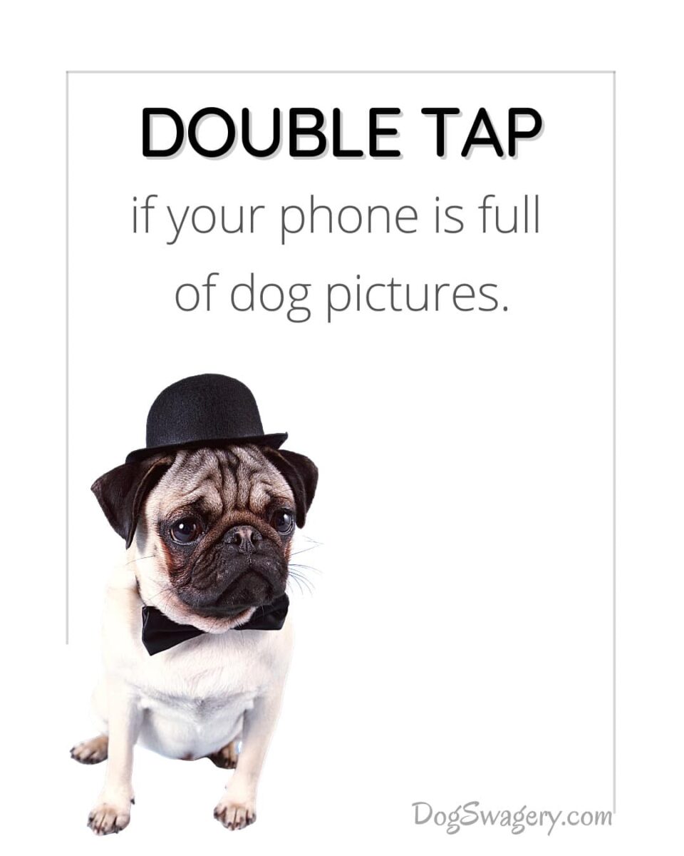 Dog Quote: Dog Quote: Double Tap if you have gotten upset over someone coming into your home and not greeting your dog.