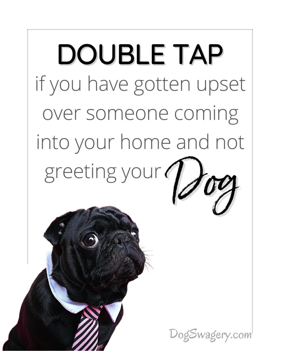 Dog Quote: Double Tap if you have gotten upset over someone coming into your home and not greeting your dog.