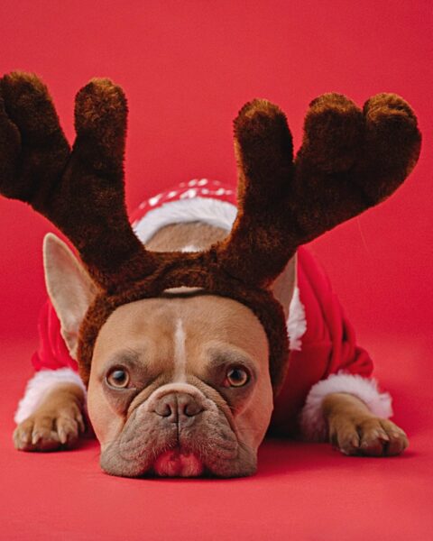 Christmas: Dog Bandanas, Harnesses, Leashes