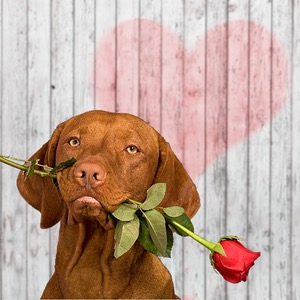 Valentine's Day Dog Swag