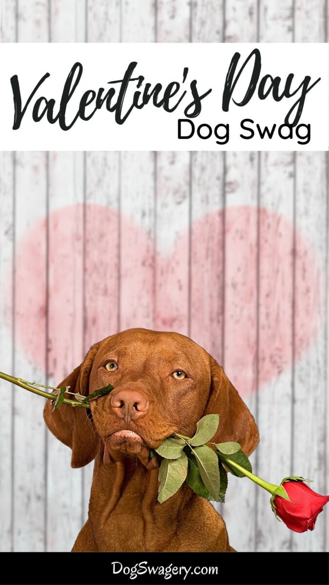 Valentine's Day Dog Swag