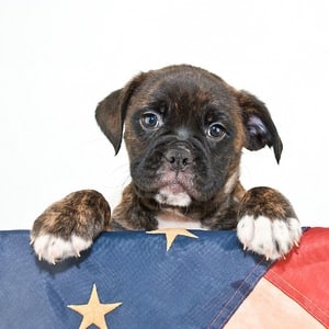 Memorial Day Dog Swag