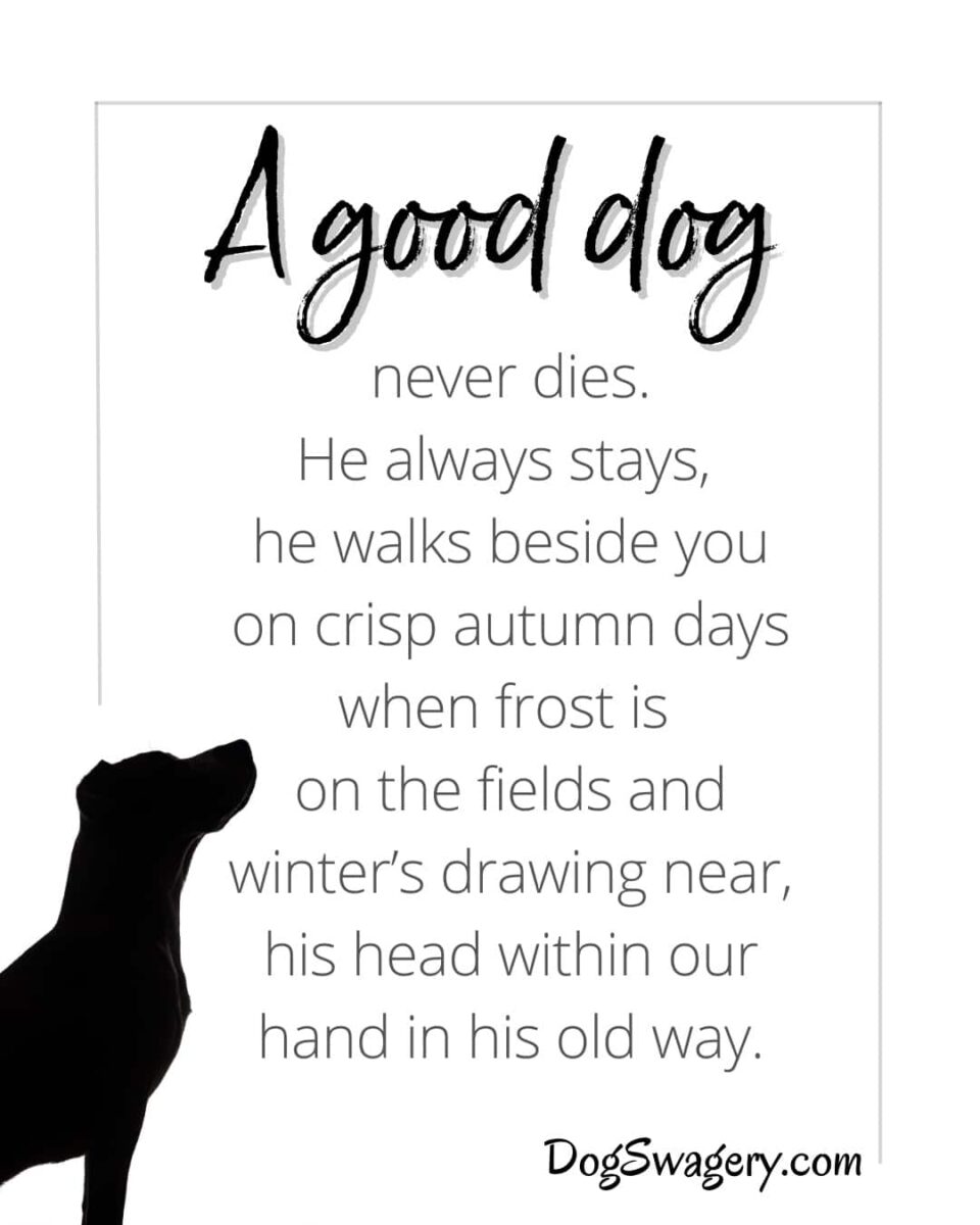 Dog Quotes about Loss: A good dog never dies, he always stays, he walks beside you on crisp autumn days when frost is on the fields and winter’s drawing near, his head within our hand in his old way.