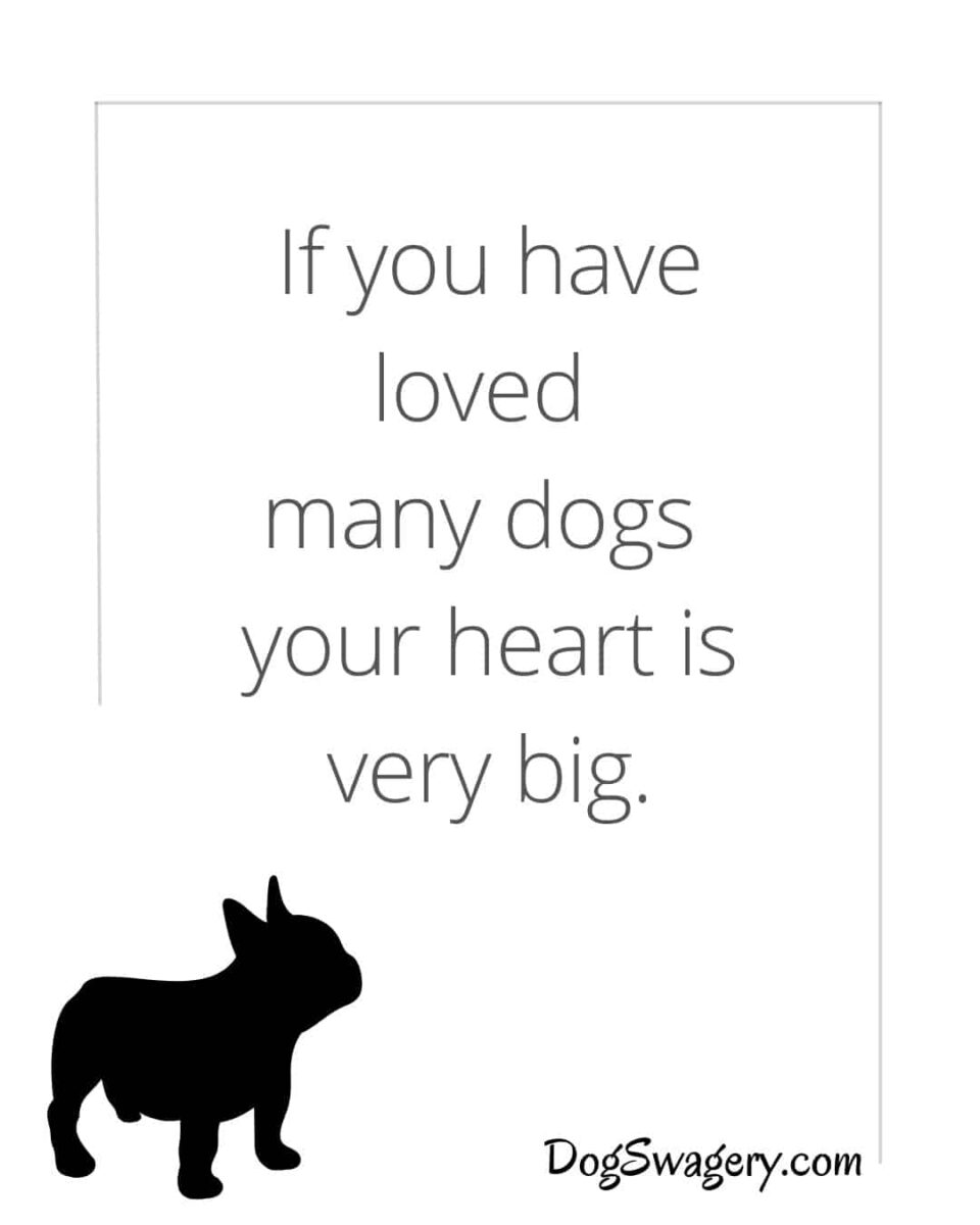 Dog Quotes about Loss: If you have loved many dogs your heart is very big.
