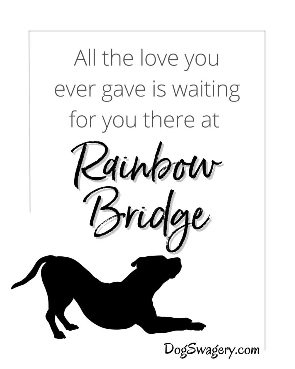 Dog Quotes about Loss: All the love you ever gave is waiting for you there at Rainbow Bridge.