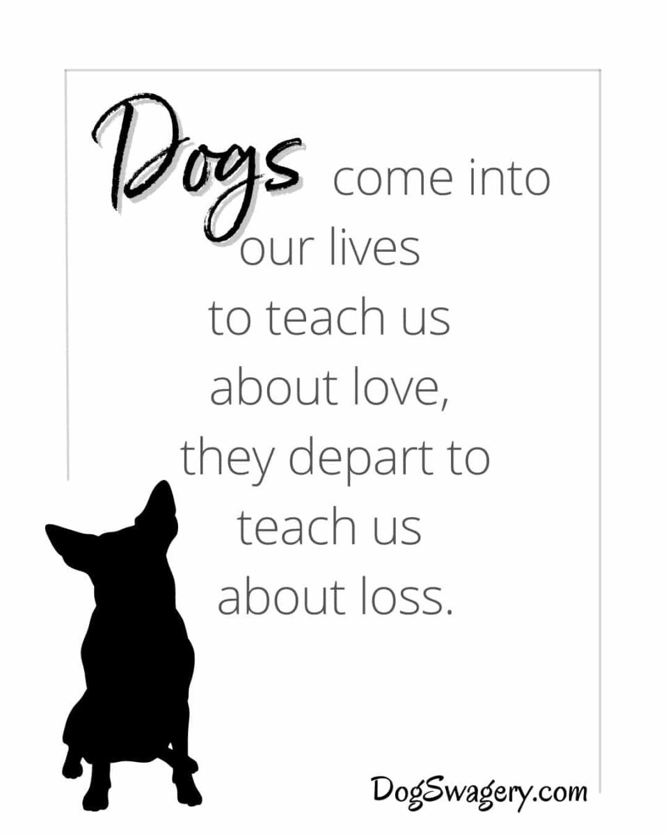 Dog Quotes about Loss: Dogs come into our lives to teach us about love, they depart to teach us about loss.