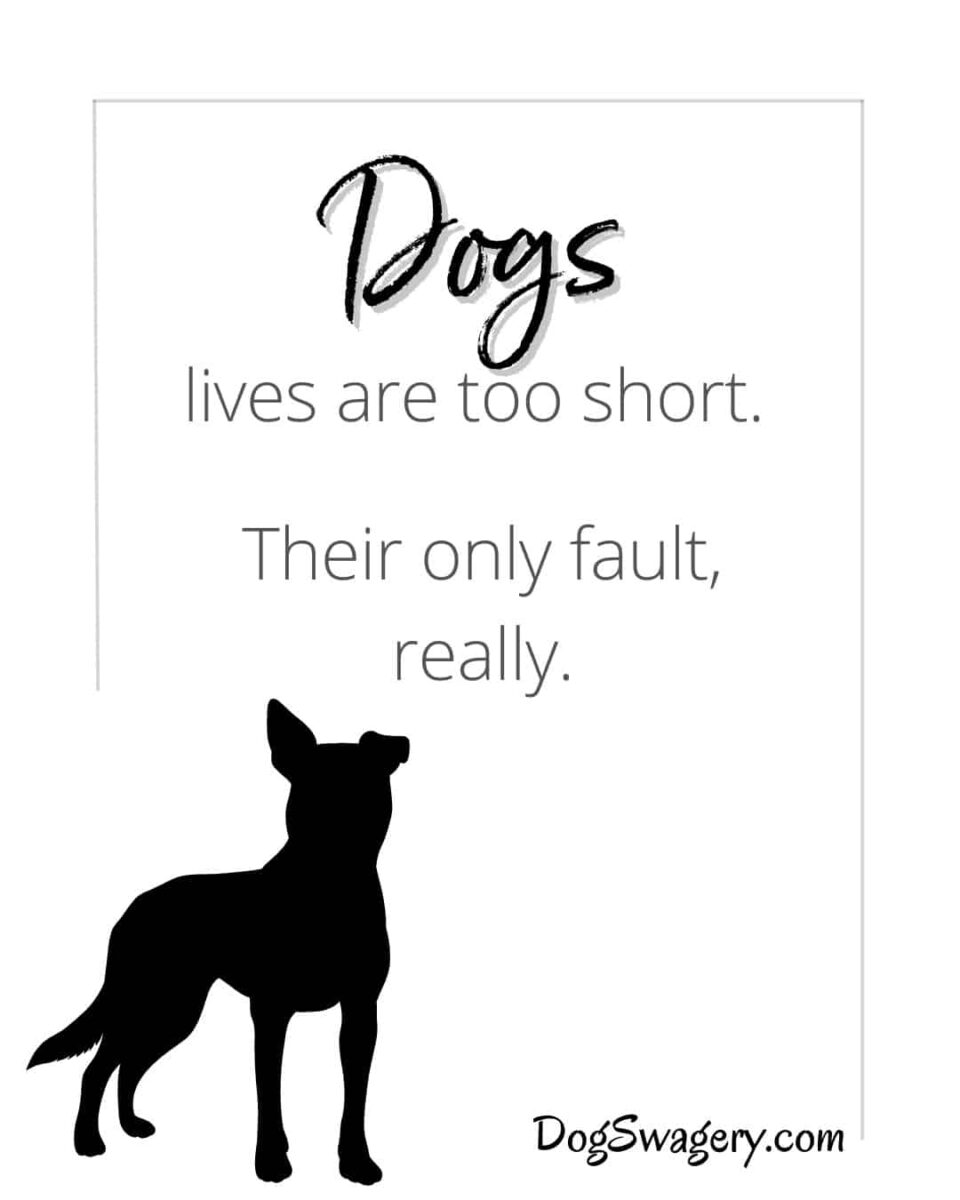 Dog Quotes about Loss: Dogs lives are too short. Their only fault, really.