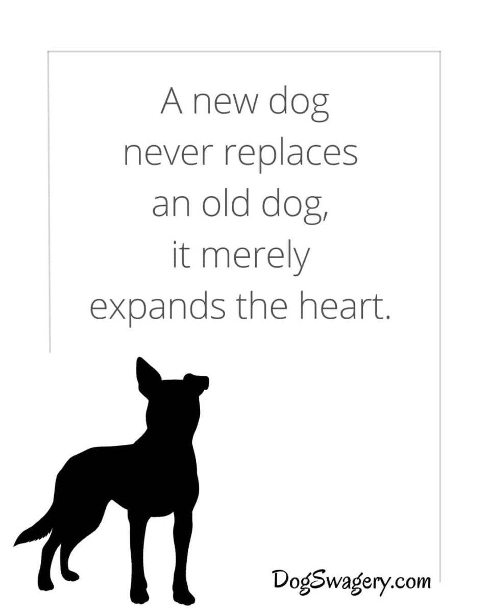 Dog Quotes about Loss: A new dog never replaces an old dog, it merely expands the heart.