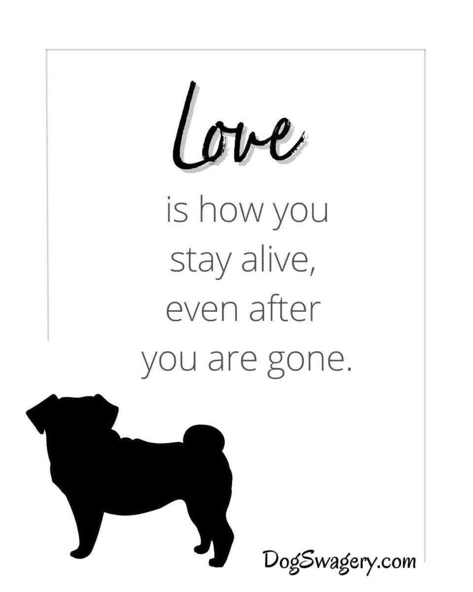 Dog Quotes about Loss: Love is how you stay alive, even after you are gone.