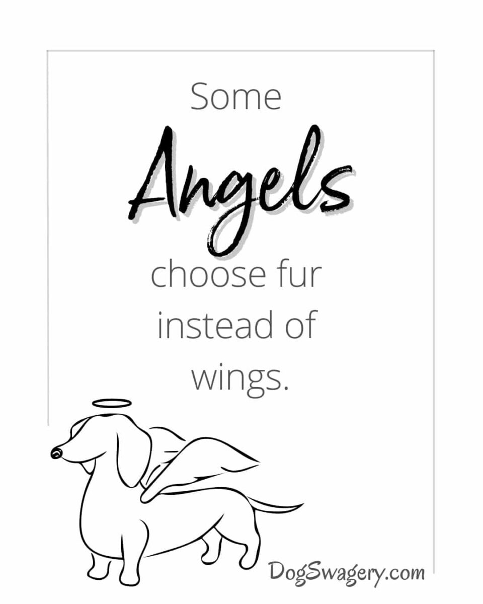 Dog Quotes about Loss: Some angels choose fur instead of wings.