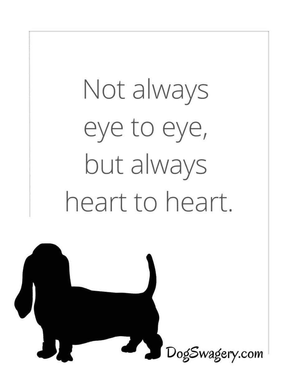 Dog Quotes about Loss: Not always eye to eye, but always heart to heart.