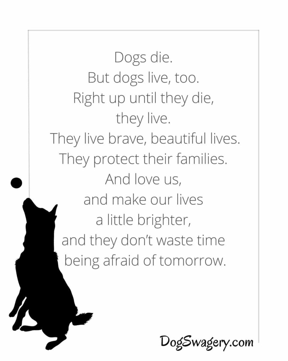 Dog Quotes about Loss: Dogs die. But dogs live, too. Right up until they die, they live. They live brave, beautiful lives. They protect their families. And love us, and make our lives a little brighter, and they don’t waste time being afraid of tomorrow.